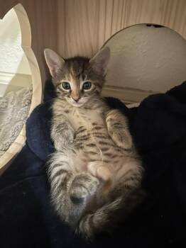 Chaca -  Domestic Short Hair Cat for Adoption in Aurora, Colorado - Chaca | PetCurious