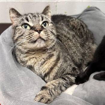 Acer -  Domestic Short Hair Cat for Adoption in Waterloo, Iowa - Acer | PetCurious