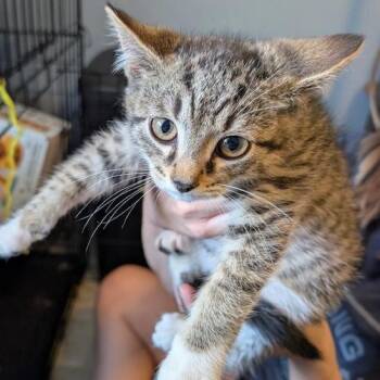 Grumplestiltskin -  Domestic Medium Hair Cat for Adoption in Granville, Ohio - Grumplestiltskin | PetCurious