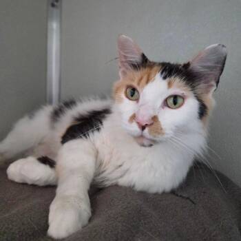 Bell -  Domestic Short Hair Cat for Adoption in Chattanooga, Tennessee - Bell | PetCurious