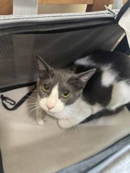 Graycie -  Domestic Short Hair Cat for Adoption in Fort Worth, Texas - Graycie | PetCurious