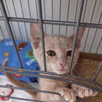 Ameria -  Domestic Short Hair Cat for Adoption in Branson, Missouri - Ameria | PetCurious