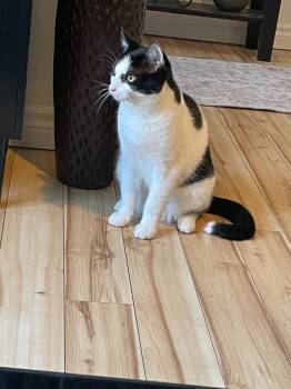 Rescue Domestic Short Hair Cats for Adoption in Arthur, Ontario - Jack 3 | PetCurious