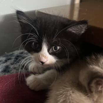 SIMBA -  Domestic Short Hair Cat for Adoption in Richmond, California - SIMBA | PetCurious