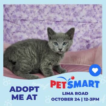 Grumpy -  Domestic Short Hair Cat for Adoption in Fort Wayne, Indiana - Grumpy | PetCurious