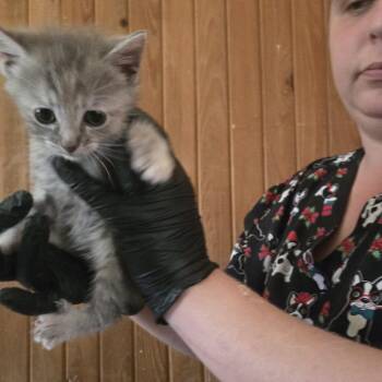 Gizmo -  Domestic Short Hair Cat for Adoption in Tylertown, Mississippi - Gizmo | PetCurious