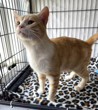 Domestic Short Hair Cats Available for Adoption in Mount Vernon, Ohio - Zuni | PetCurious
