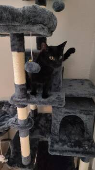 Tonic -  Domestic Short Hair Cat for Adoption in Deltona, Florida - Tonic | PetCurious