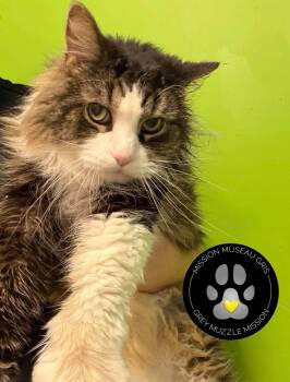 George -  Domestic Medium Hair Cat for Adoption in Delson, Quebec - George | PetCurious