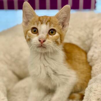 Sir Elton John -  Domestic Short Hair Cat for Adoption in Brownsboro, Alabama - Sir Elton John | PetCurious