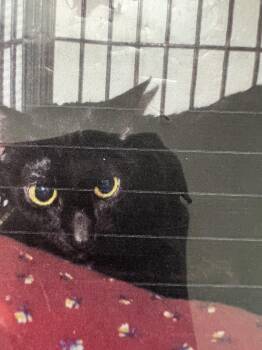 Domestic Short Hair Cats Available for Adoption in New Windsor, New York - Trinity | PetCurious