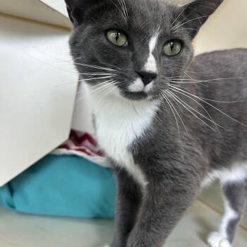Blessing -  Domestic Short Hair Cat for Adoption in Mokena, Illinois - Blessing | PetCurious