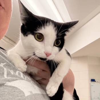 Luna Bear -  Domestic Short Hair and Mixed Breed Cat for Adoption in Indianapolis, Indiana - Luna Bear | PetCurious