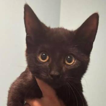Natasha -  Domestic Short Hair Cat for Adoption in Nashville, Tennessee - Natasha | PetCurious