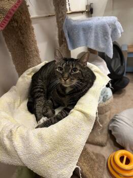 Rescue Domestic Short Hair Cats for Adoption in Saint James City, Florida - Coraline | PetCurious