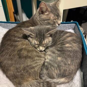 Domestic Short Hair Cats Available for Adoption - S&T: Sushi | PetCurious