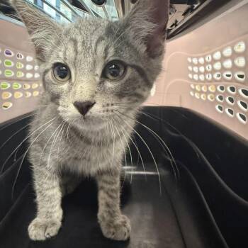 Ilia -  Domestic Short Hair Cat for Adoption in Des Moines, Iowa - Ilia | PetCurious