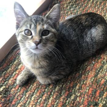 Mango -  Domestic Short Hair Cat for Adoption in Hudsonville, Michigan - Mango | PetCurious