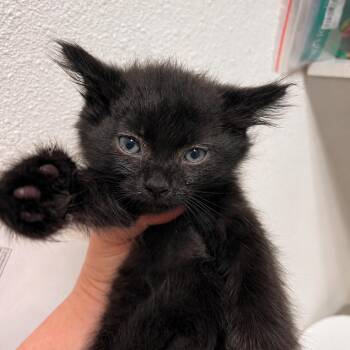 Mushroom -  Domestic Medium Hair Cat for Adoption in Incline Village, Nevada - Mushroom | PetCurious
