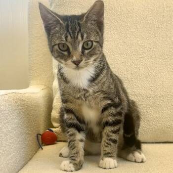 Domestic Short Hair Cats Available for Adoption - Matthew | PetCurious