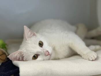 Domestic Short Hair Cats Available for Adoption in Mckinleyville, California - YETI | PetCurious