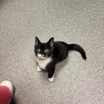 Goomie -  Domestic Short Hair Cat for Adoption in Pittsburgh, Pennsylvania - Goomie | PetCurious