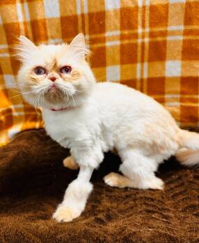 Rescue Persian Cats for Adoption in Lemoore, California - Tamara | PetCurious