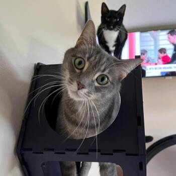 Rescue Domestic Short Hair Cats for Adoption in Davie, Florida - Astor | PetCurious