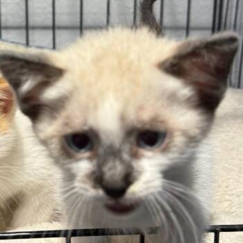 Domestic Short Hair Cats Available for Adoption in Austin, Texas - Butter Pecan | PetCurious
