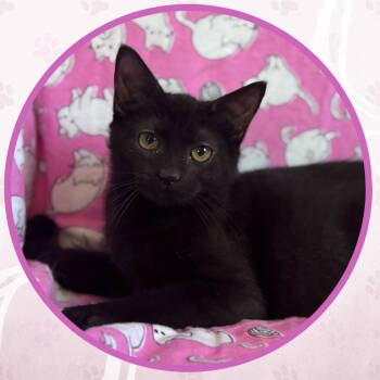 Rescue Domestic Short Hair Cats for Adoption in Toms River, New Jersey - Candyman | PetCurious