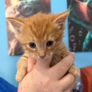 Meatballs -  Domestic Short Hair Cat for Adoption in Marion, Virginia - Meatballs | PetCurious