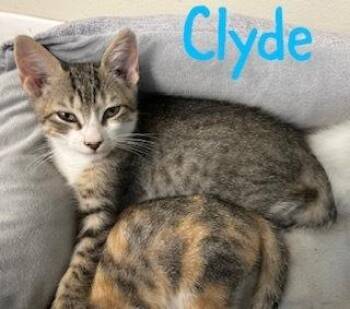 Clyde -  Domestic Short Hair and Tabby Cat Available for Adoption in Ruskin, Florida - Clyde | PetCurious