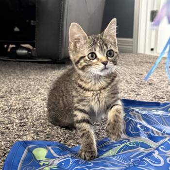 Bailey Bright Eyes -  Tabby and Domestic Short Hair Cat for Adoption in Friendswood, Texas - Bailey Bright Eyes | PetCurious