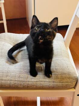 Anaconda -  Tortoiseshell Cat for Adoption in Pinole, California - Anaconda | PetCurious