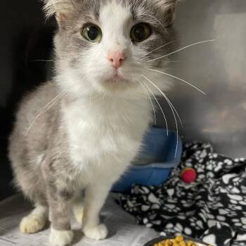 Rescue Domestic Medium Hair Cats for Adoption in Spencer, Indiana - Misty | PetCurious