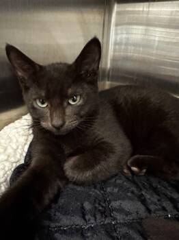 Rescue Domestic Short Hair Cats for Adoption in Hilton Head Island, South Carolina - CHALAMET | PetCurious