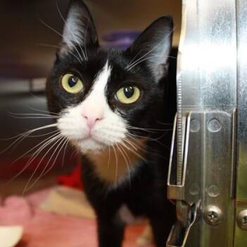 Domestic Short Hair Cats Available for Adoption in Richmond, Virginia - Kismet | PetCurious