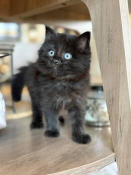 TINA -  Domestic Medium Hair Cat for Adoption in Santa Clara, California - TINA | PetCurious
