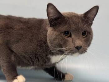 Lasagna -  Domestic Short Hair Cat for Adoption in Minneapolis, Minnesota - Lasagna | PetCurious