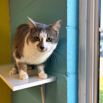 Domestic Short Hair Cats Available for Adoption in Roxboro, North Carolina - Sterling | PetCurious