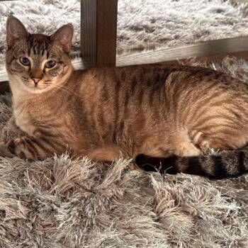 Storm -  Domestic Short Hair and Siamese Cat for Adoption in Lewisville, Texas - Storm | PetCurious