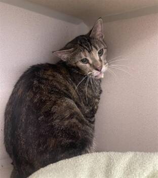 PAPRIKA -  Domestic Short Hair Cat for Adoption in Loveland, Colorado - PAPRIKA | PetCurious