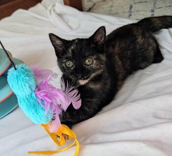 Royal -  Domestic Short Hair Cat for Adoption in Louisa, Virginia - Royal | PetCurious