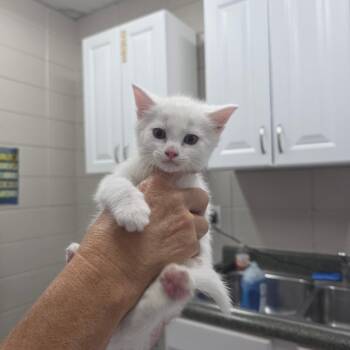 Papaya -  Domestic Short Hair Cat for Adoption in Huntsville, Alabama - Papaya | PetCurious