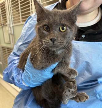 TAFFY -  Domestic Short Hair Cat for Adoption in Loveland, Colorado - TAFFY | PetCurious