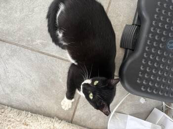 Moo-Stache -  Domestic Short Hair Cat for Adoption in St. Petersburg, Florida - Moo-Stache | PetCurious