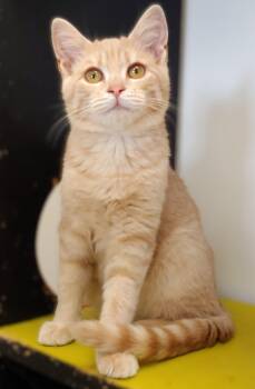 Rescue Domestic Short Hair Cats for Adoption in Belmont, New York - Sienna | PetCurious