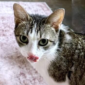 Domestic Short Hair Cats Available for Adoption in Austin, Texas - Tie Dye | PetCurious