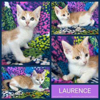 Laurence -  Domestic Short Hair Cat for Adoption in Corpus Christi, Texas - Laurence | PetCurious