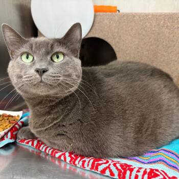Meatball -  Domestic Short Hair Cat for Adoption in Newark, New Jersey - Meatball | PetCurious